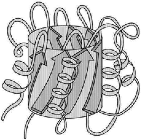 四、酶蛋白的超二级结构和结构域